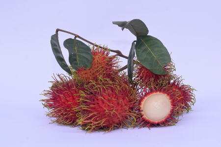 Rambutan orchard